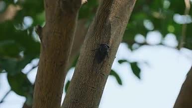 4k实拍树上的蝉知了昆虫夏天风景视频的预览图